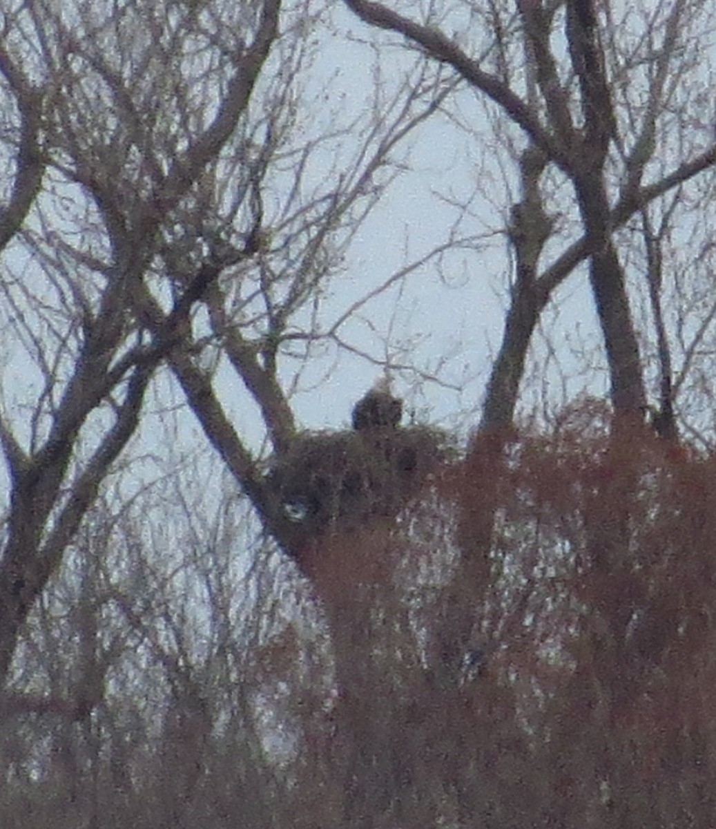 Bald Eagle - ML427703151