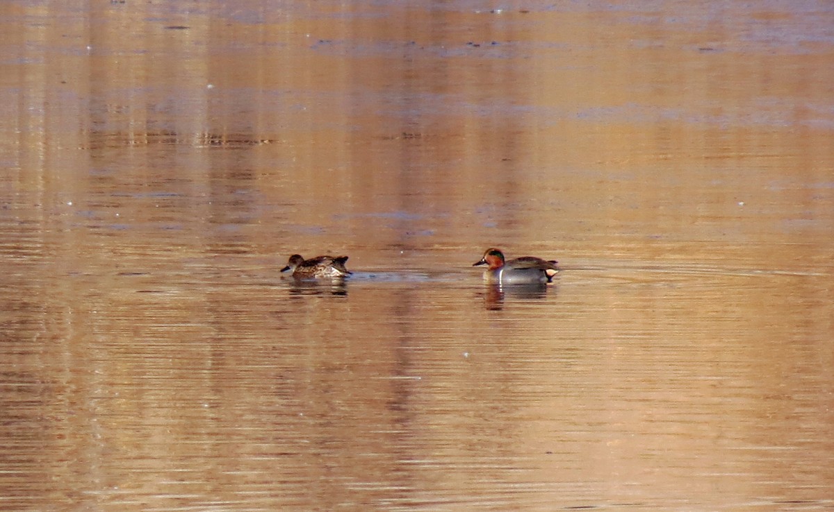 Green-winged Teal - ML427703261