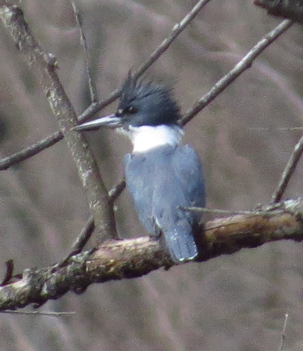 Belted Kingfisher - ML427703531