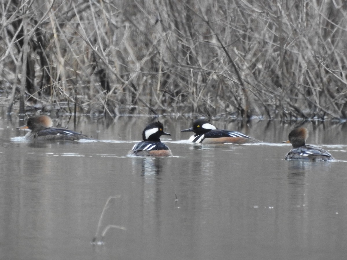 Hooded Merganser - ML427703641