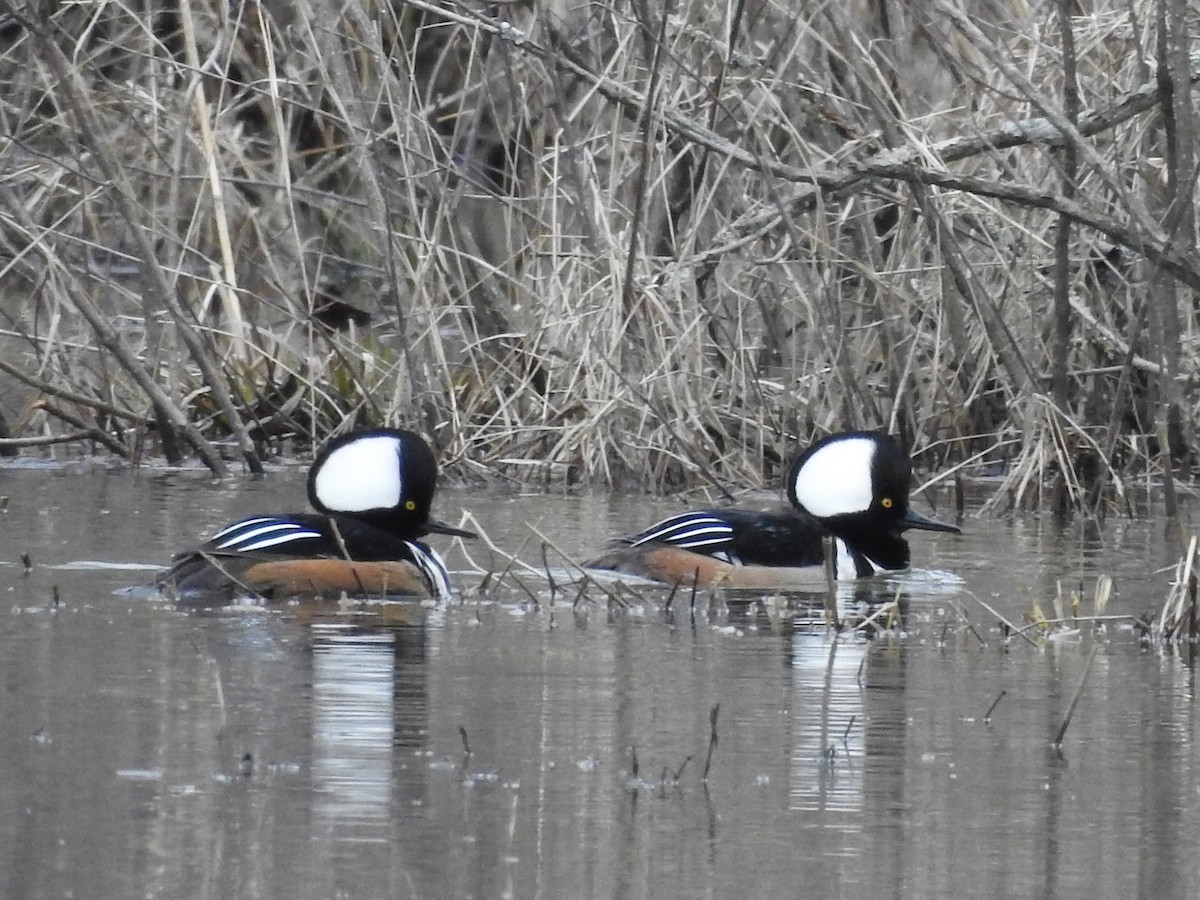Hooded Merganser - ML427703651