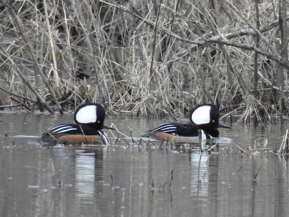 Hooded Merganser - Heather Aubke