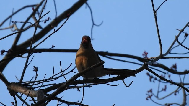 ショウジョウコウカンチョウ - ML427704051