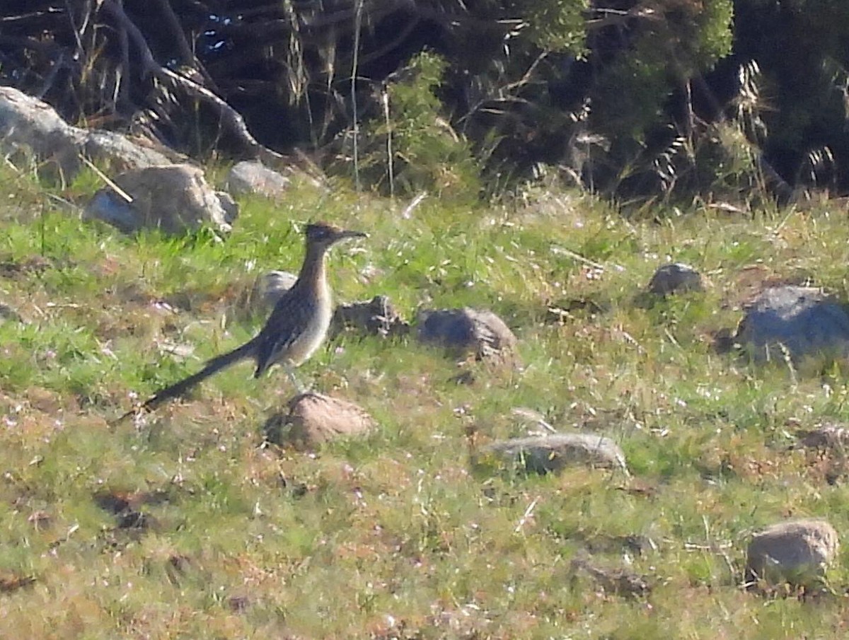 Greater Roadrunner - ML427705331