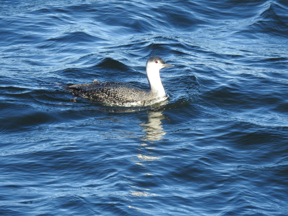 Red-throated Loon - ML427705801
