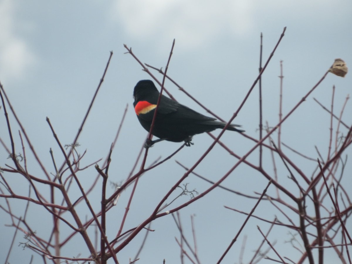 Red-winged Blackbird - ML427706641