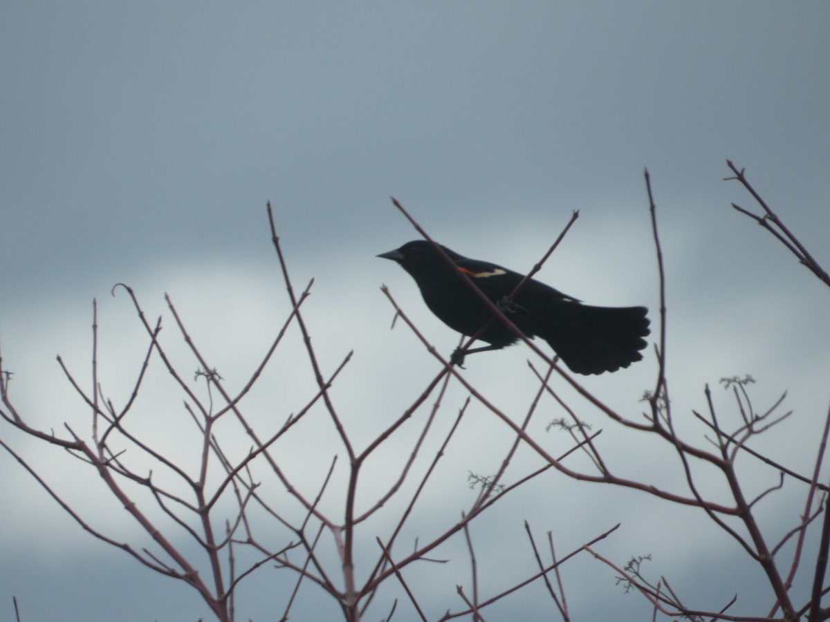 Red-winged Blackbird - ML427706651