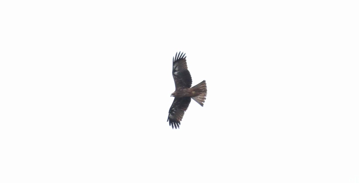 Black Kite - ML42771091