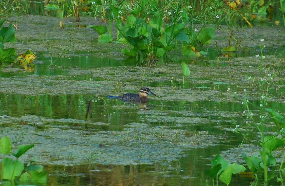Masked Duck - ML42771171