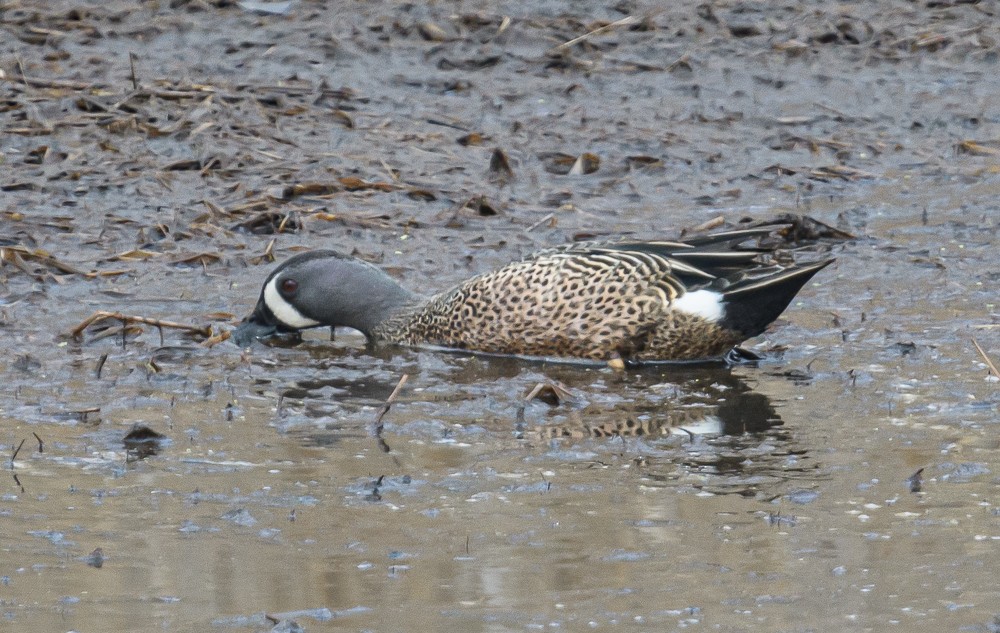 Blue-winged Teal - Bert Filemyr