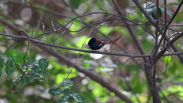 African Paradise-Flycatcher - ML427713181