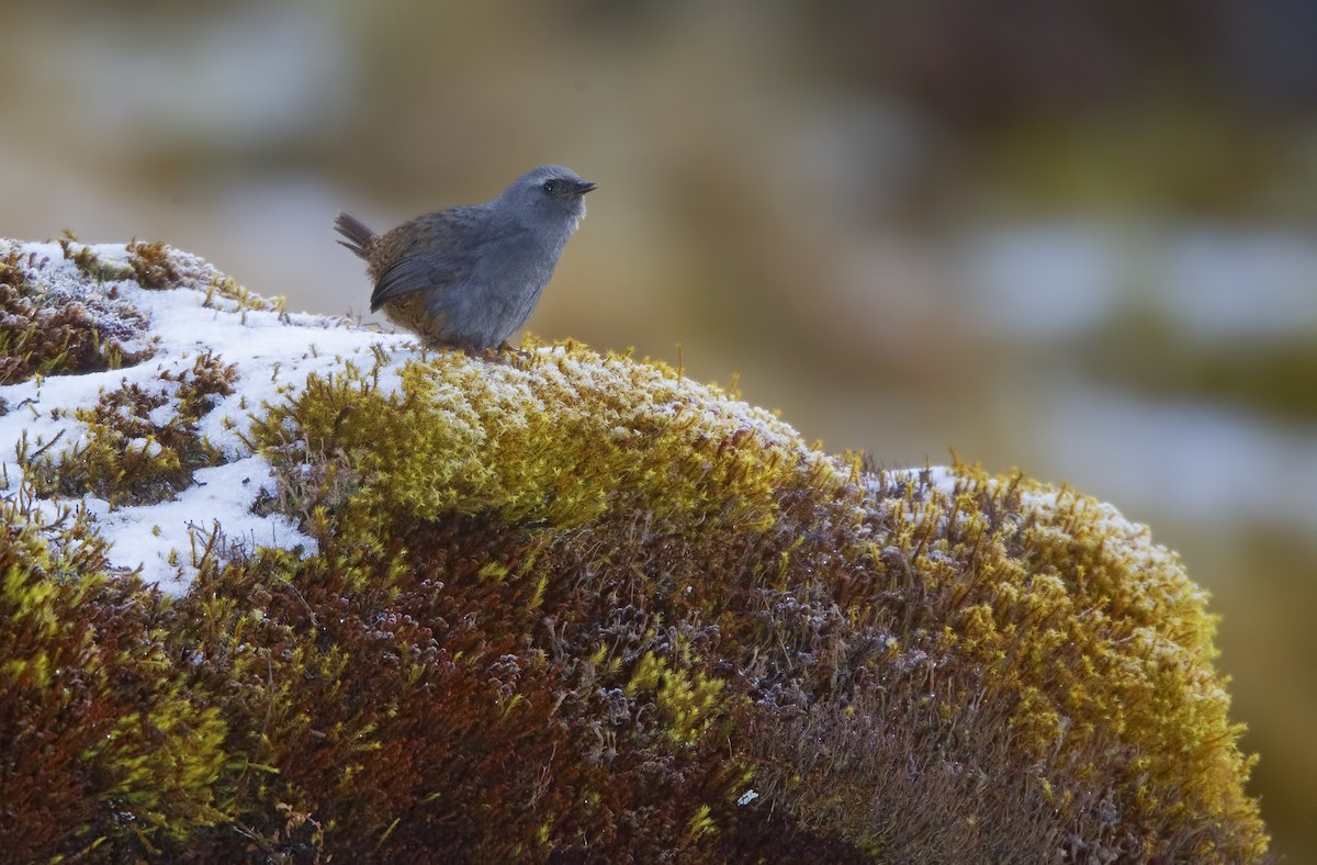 Puna Tapaculo - Mark Chappell