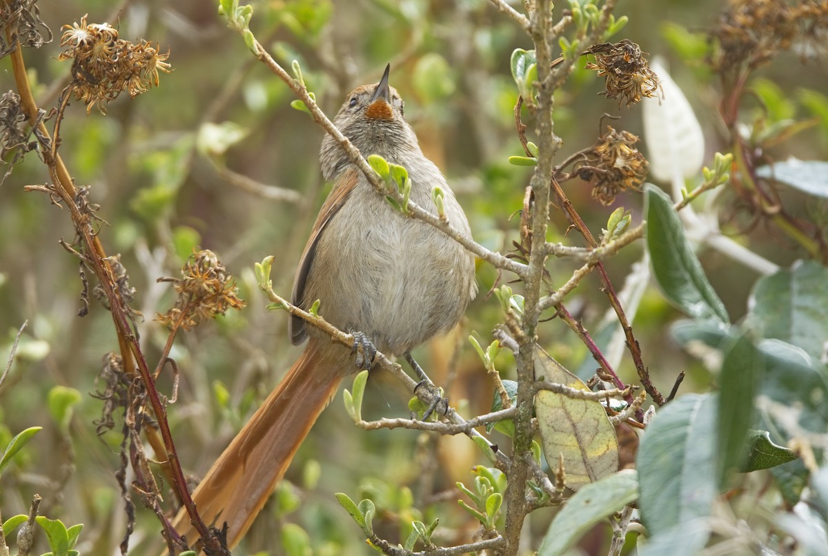 Rusty-fronted Canastero - Mark Chappell