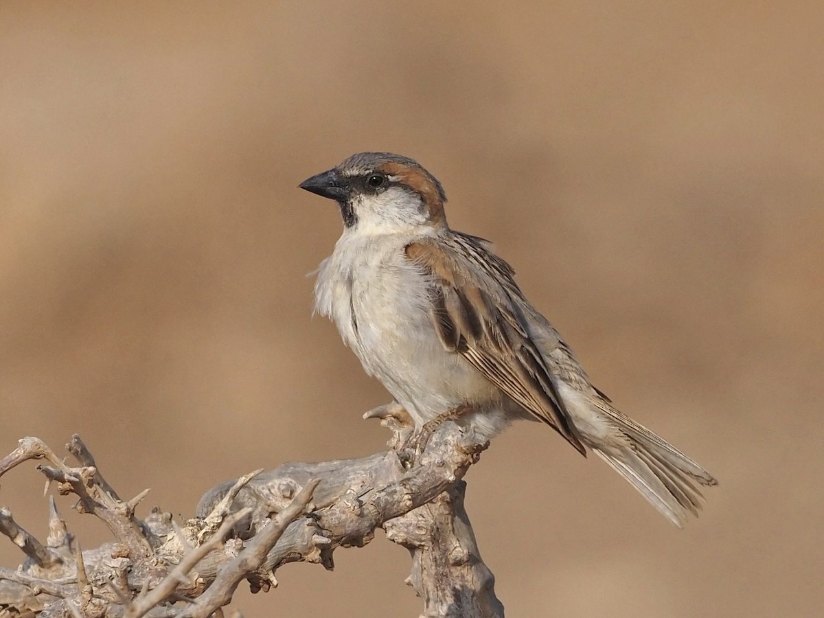 Moineau d'Abd-al-Kuri - ML427719241