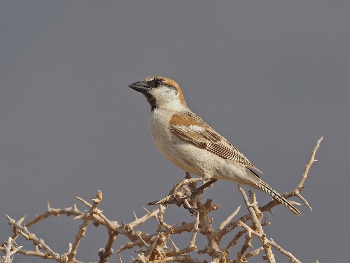 Abd al Kuri Sparrow - Jonathan Newman