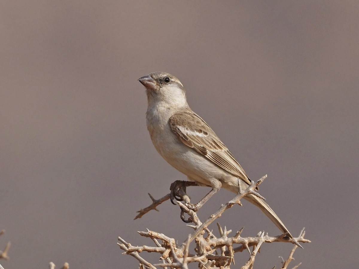 Abd al Kuri Sparrow - Jonathan Newman