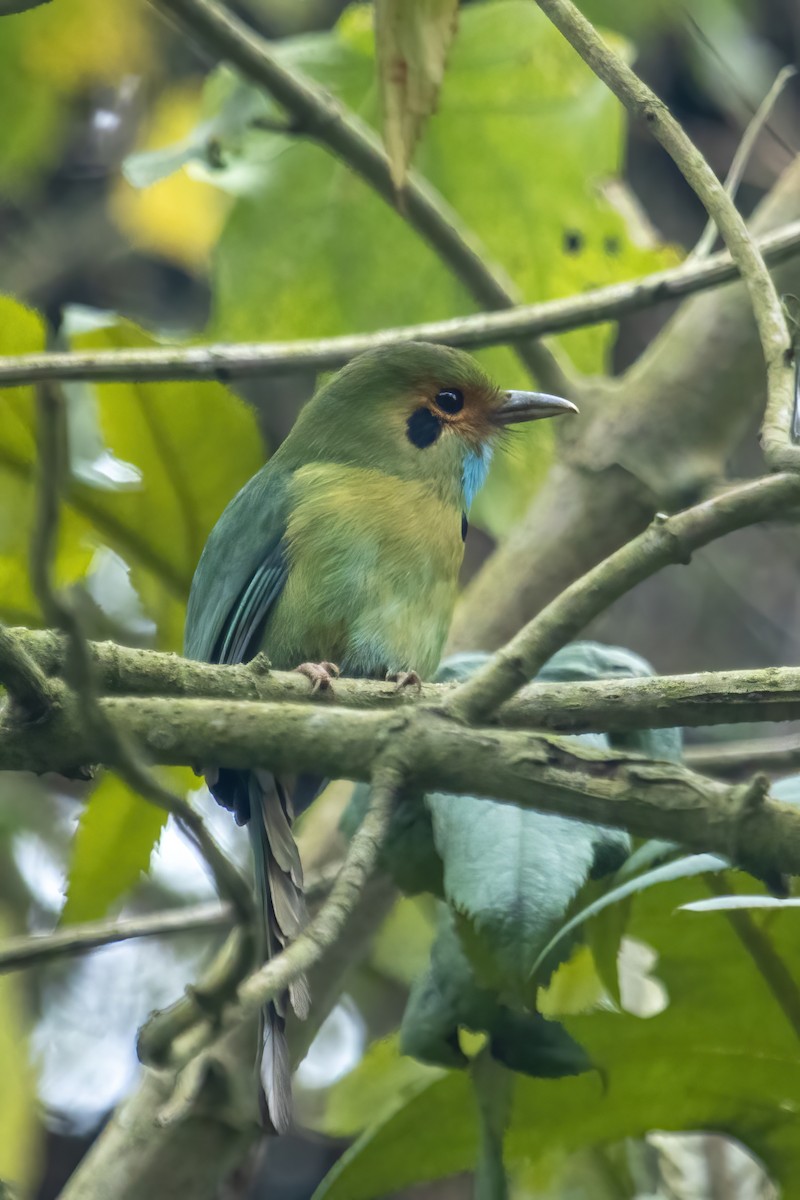 Blue-throated Motmot - Torrey Gage-Tomlinson