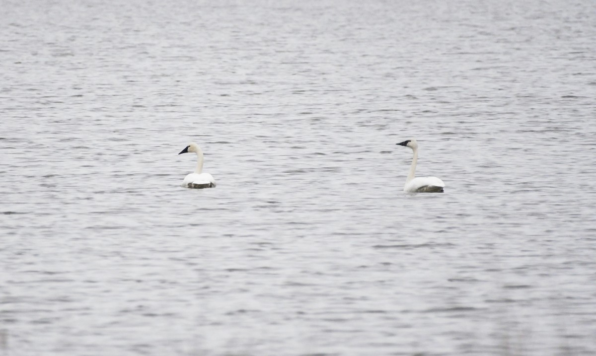 Cygne trompette - ML427720271