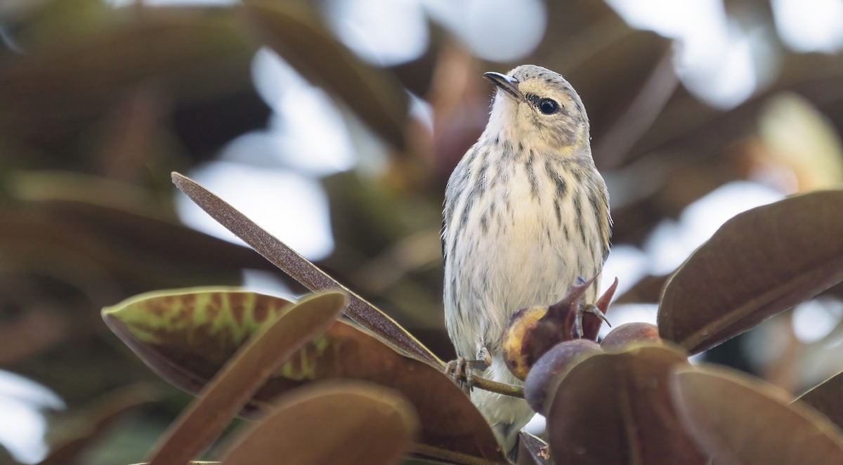 Cape May Warbler - Anonymous