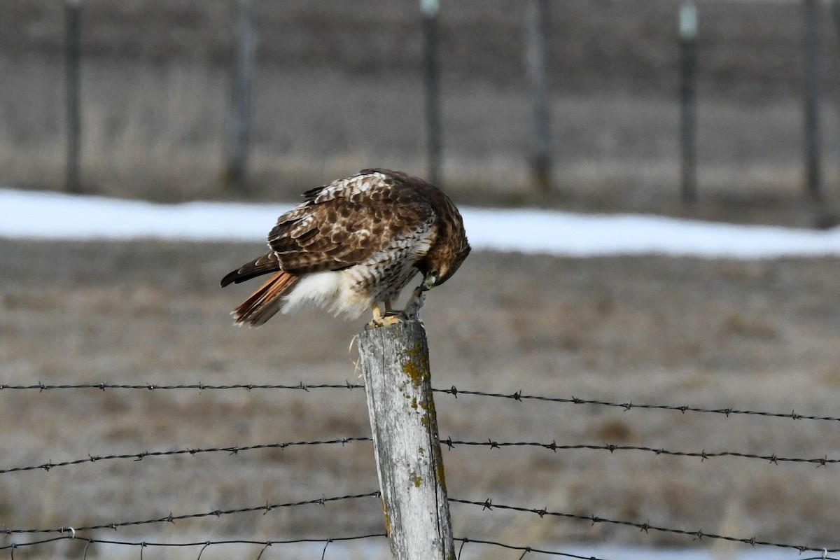 Red-tailed Hawk - ML427723021