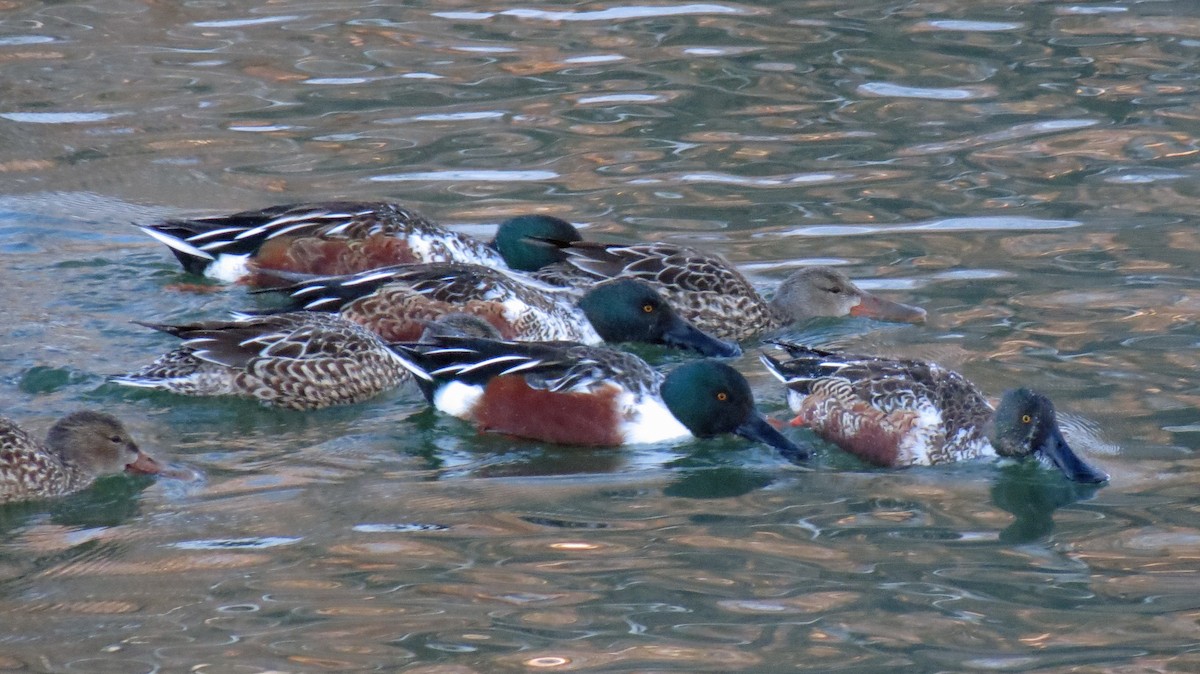 Northern Shoveler - Kendall Watkins