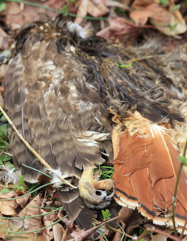Red-tailed Hawk - Steve Larkin