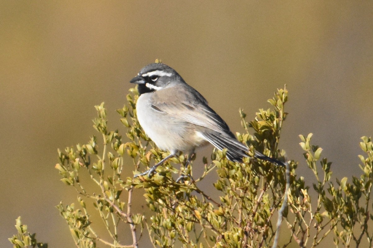 Black-throated Sparrow - Vanessa Montgomery