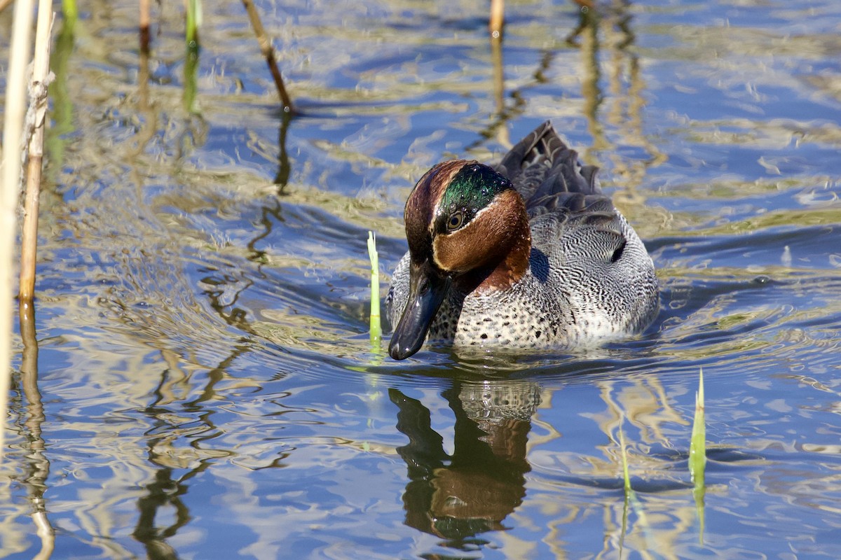 čírka obecná (ssp. crecca) - ML427725701