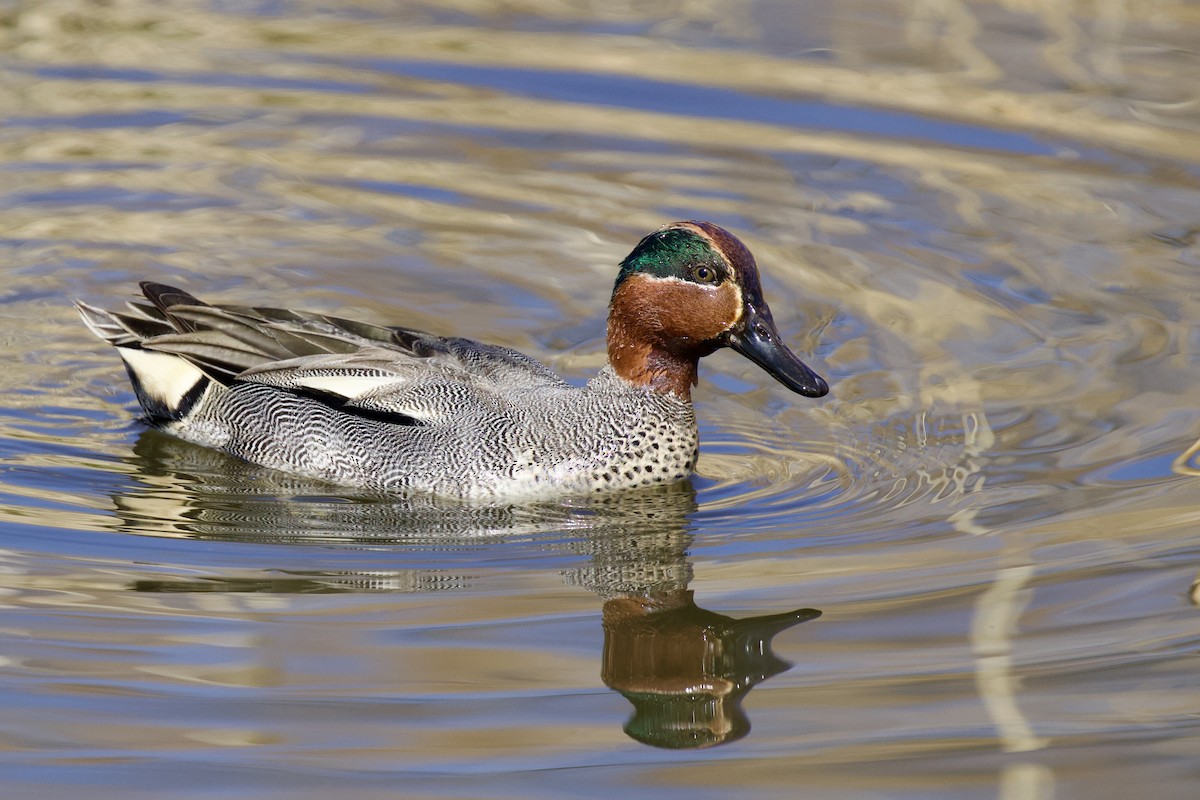 Green-winged Teal (Eurasian) - Magdalena Nogaj