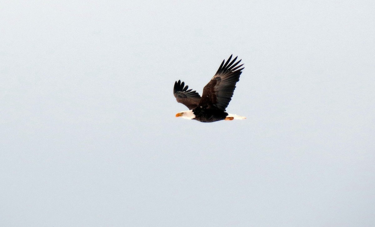 Bald Eagle - ML427727021