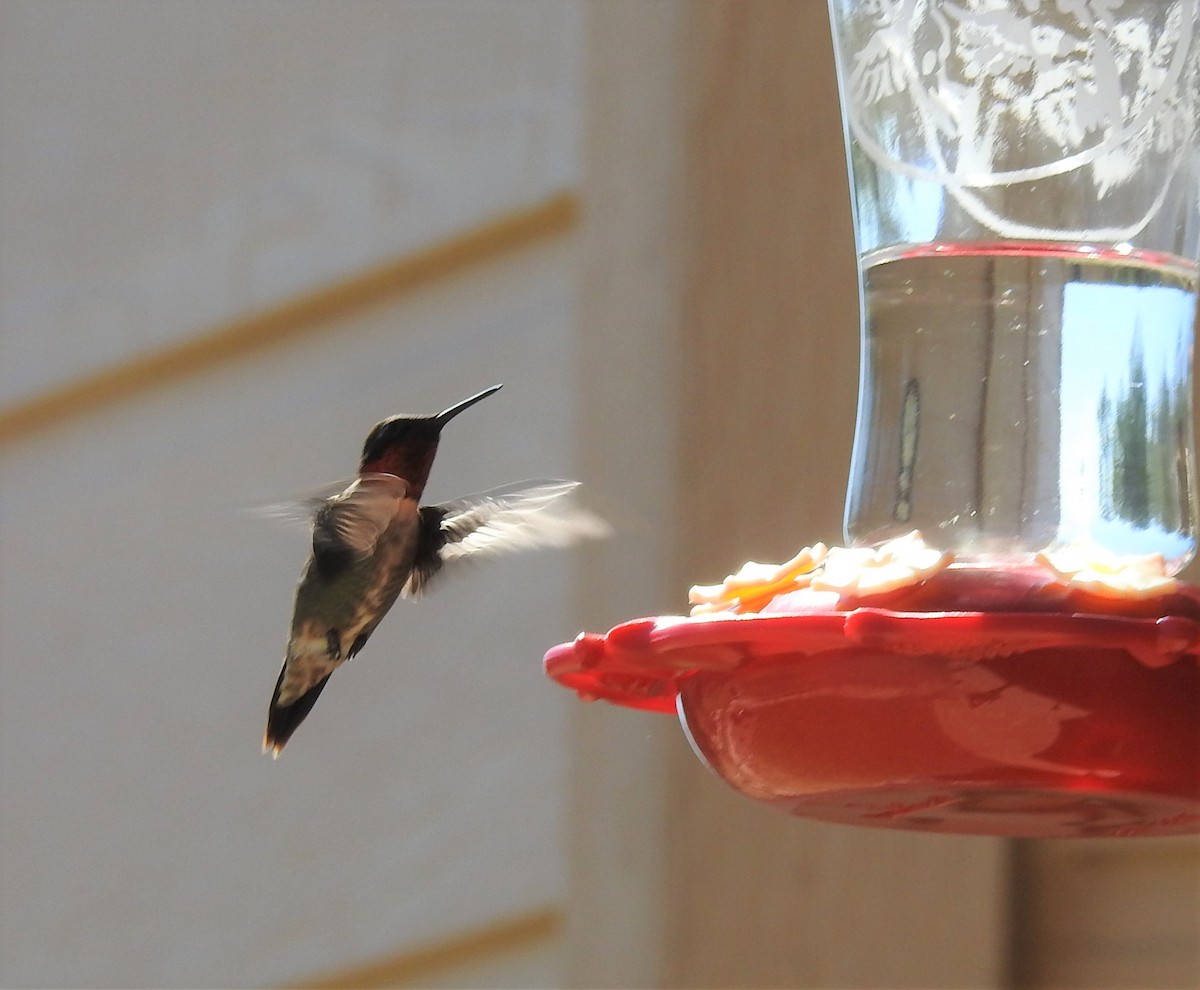 Ruby-throated Hummingbird - ML427727221
