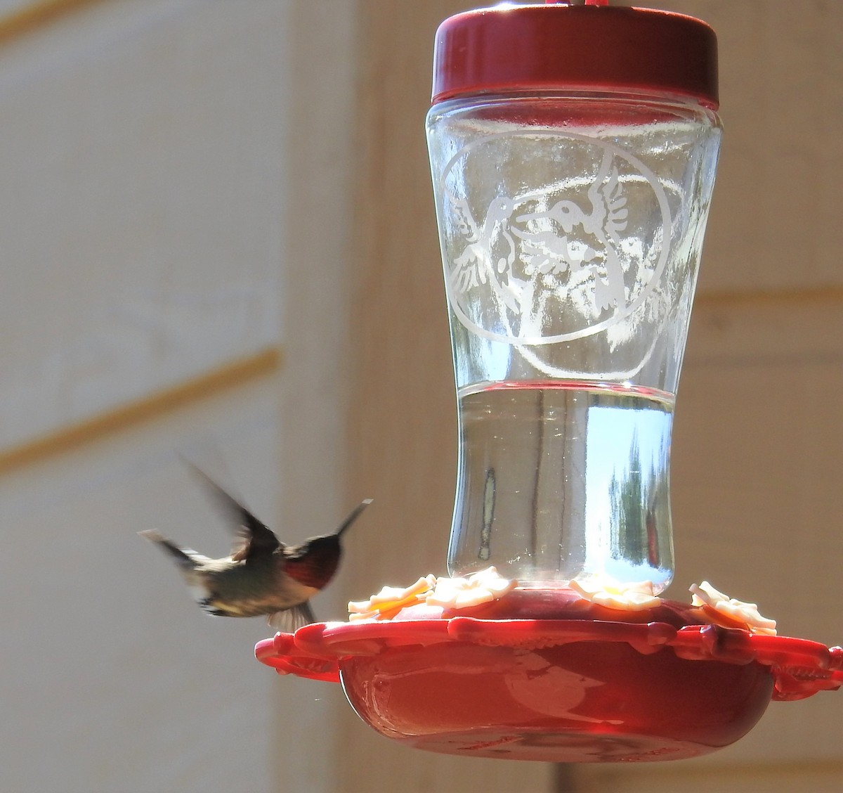 Ruby-throated Hummingbird - ML427727231