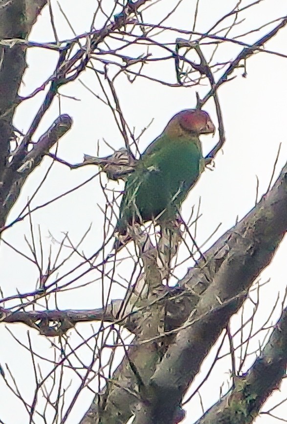 Rose-faced Parrot - ML427727431