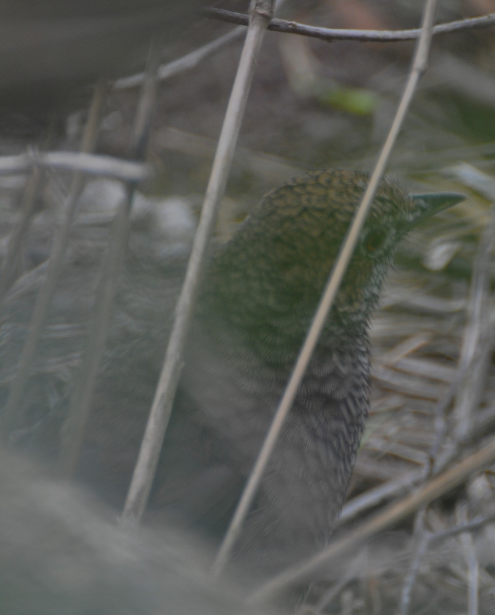 Rufous Bristlebird - ML427728111
