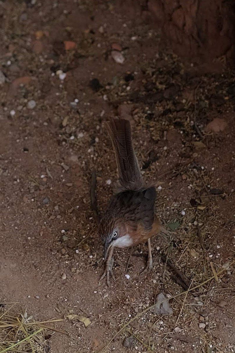 White-throated Babbler - ML427728211
