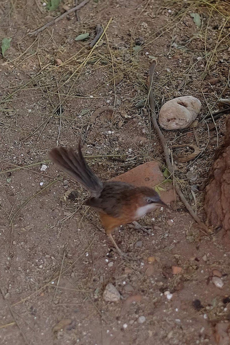 White-throated Babbler - ML427728221