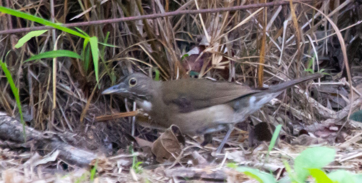 White-throated Thrush - ML427728301