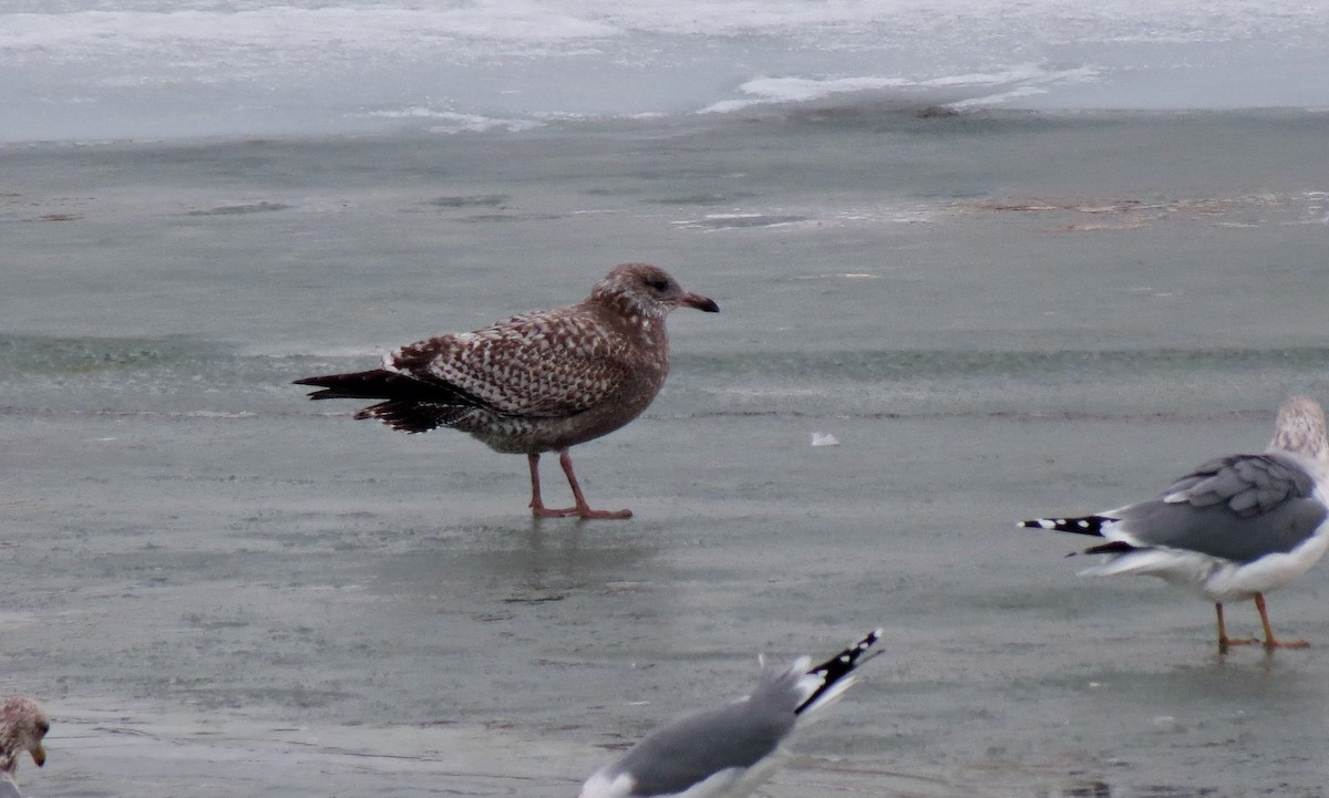 Herring Gull (American) - ML427728431