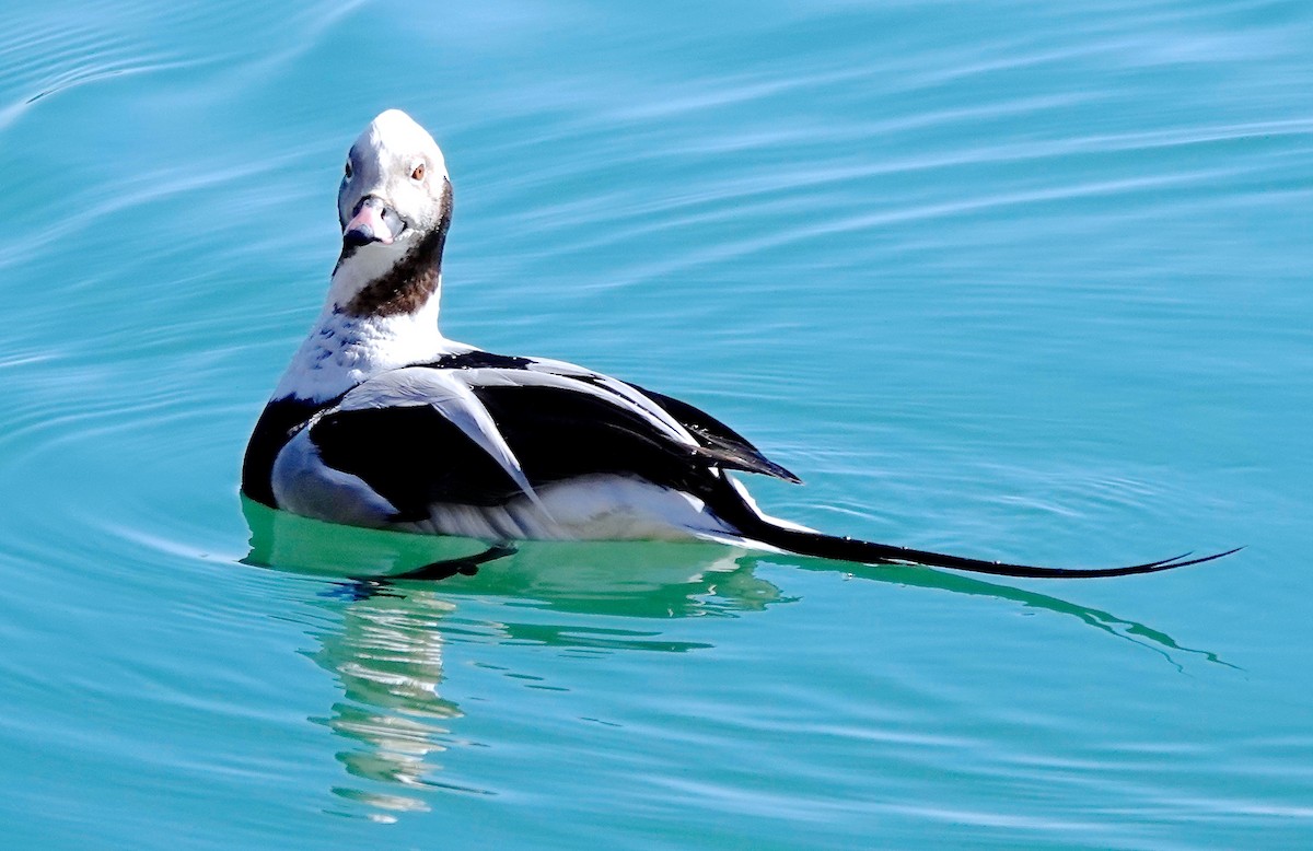 Long-tailed Duck - ML427728541