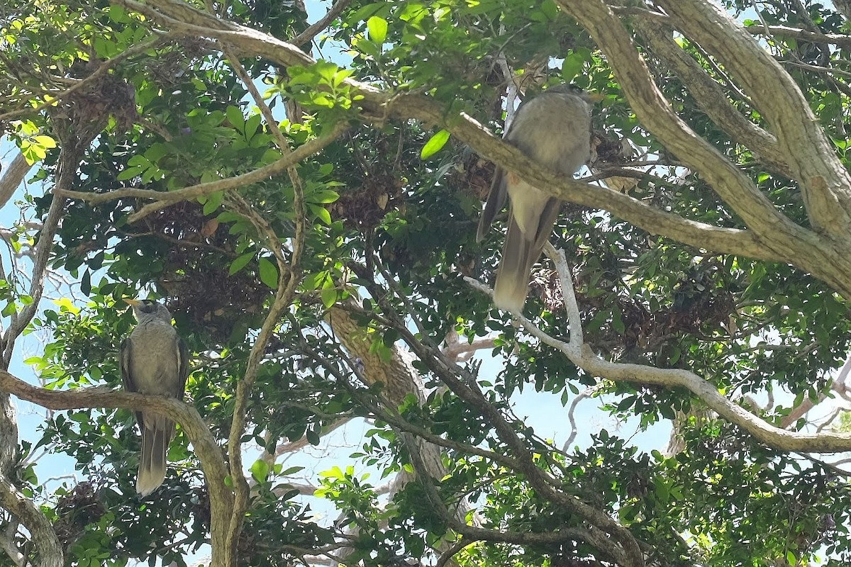 Noisy Miner - ML427728741