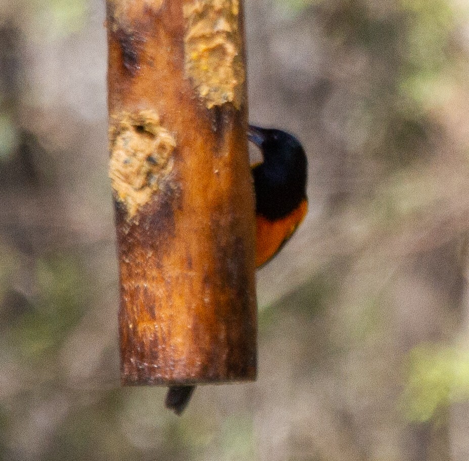 Black-vented Oriole - ML427729001