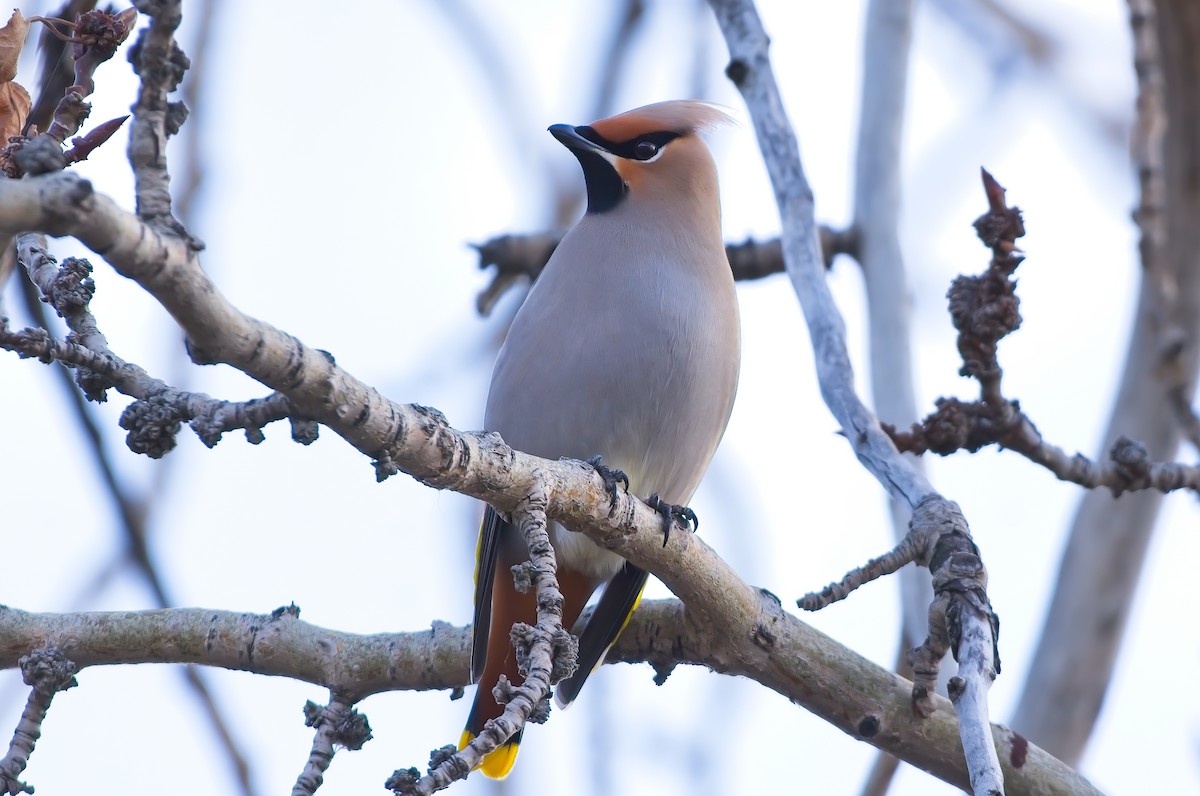 Bohemian Waxwing - ML427729051