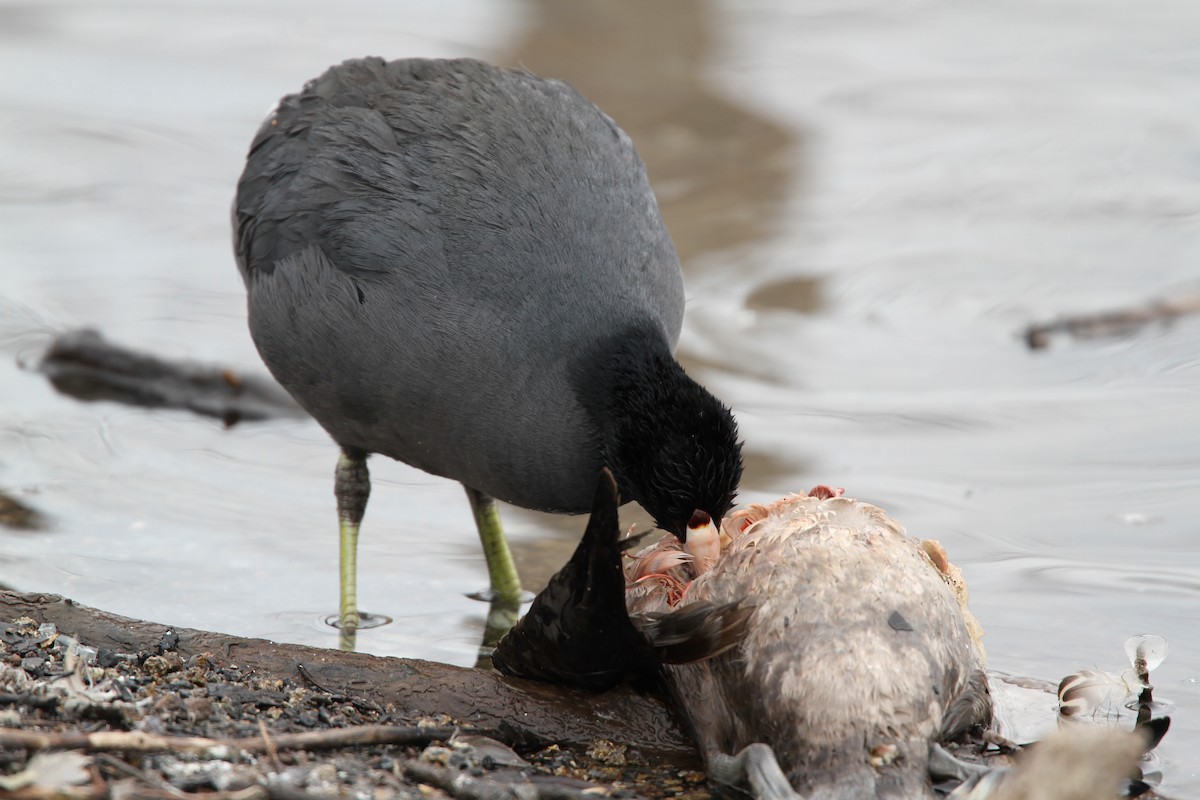 American Coot (Red-shielded) - ML42772911