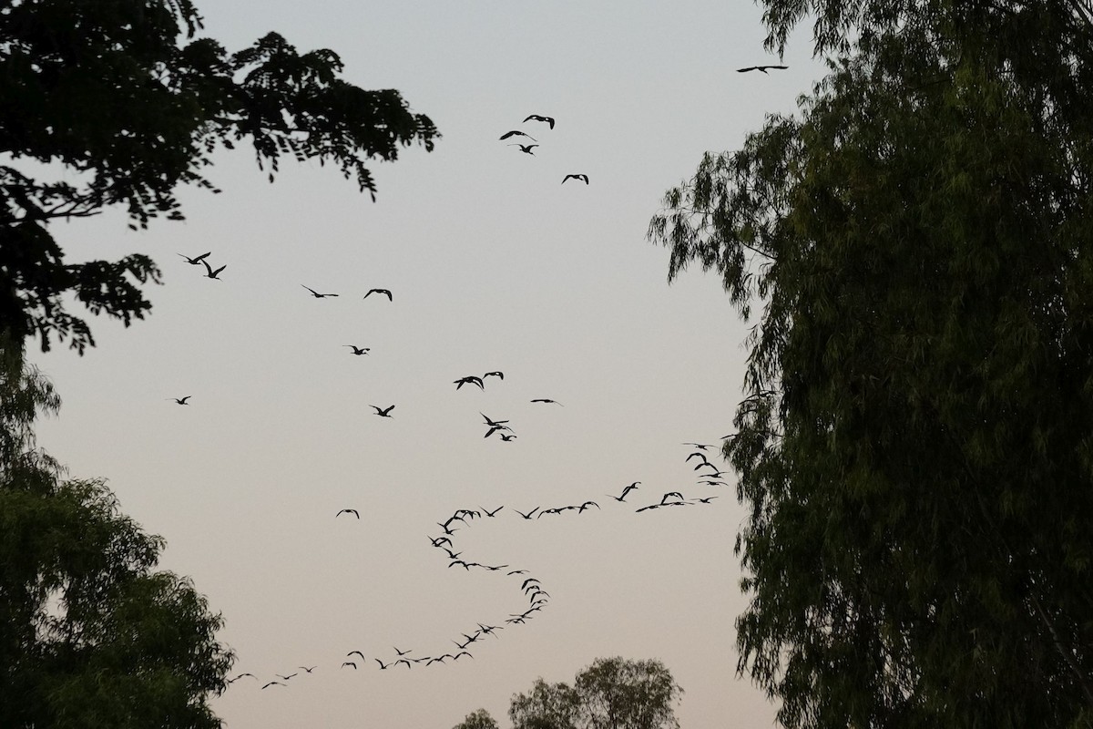 Glossy Ibis - ML427729281