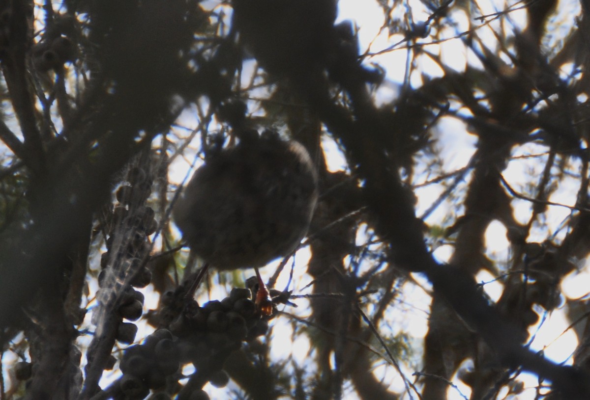 Brown Thornbill - ML427729321