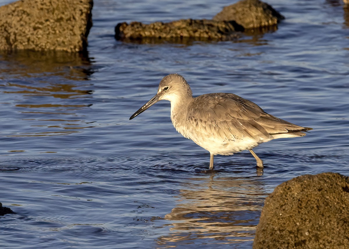 Willet - ML427729361