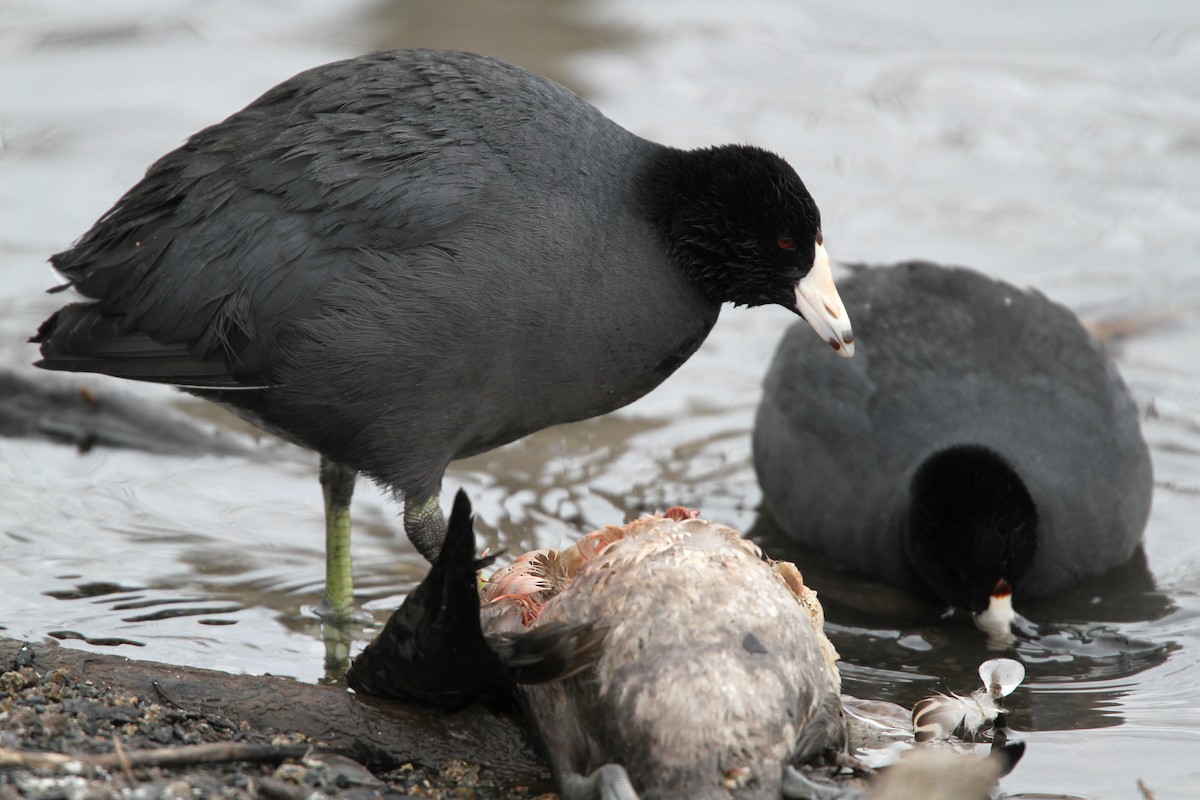 American Coot (Red-shielded) - ML42772961