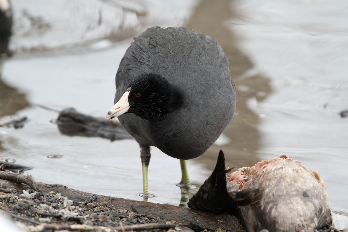 American Coot (Red-shielded) - ML42773001