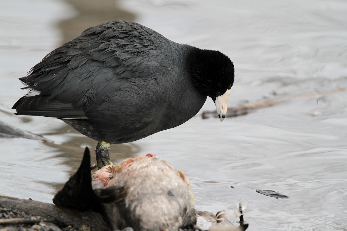 American Coot (Red-shielded) - ML42773021
