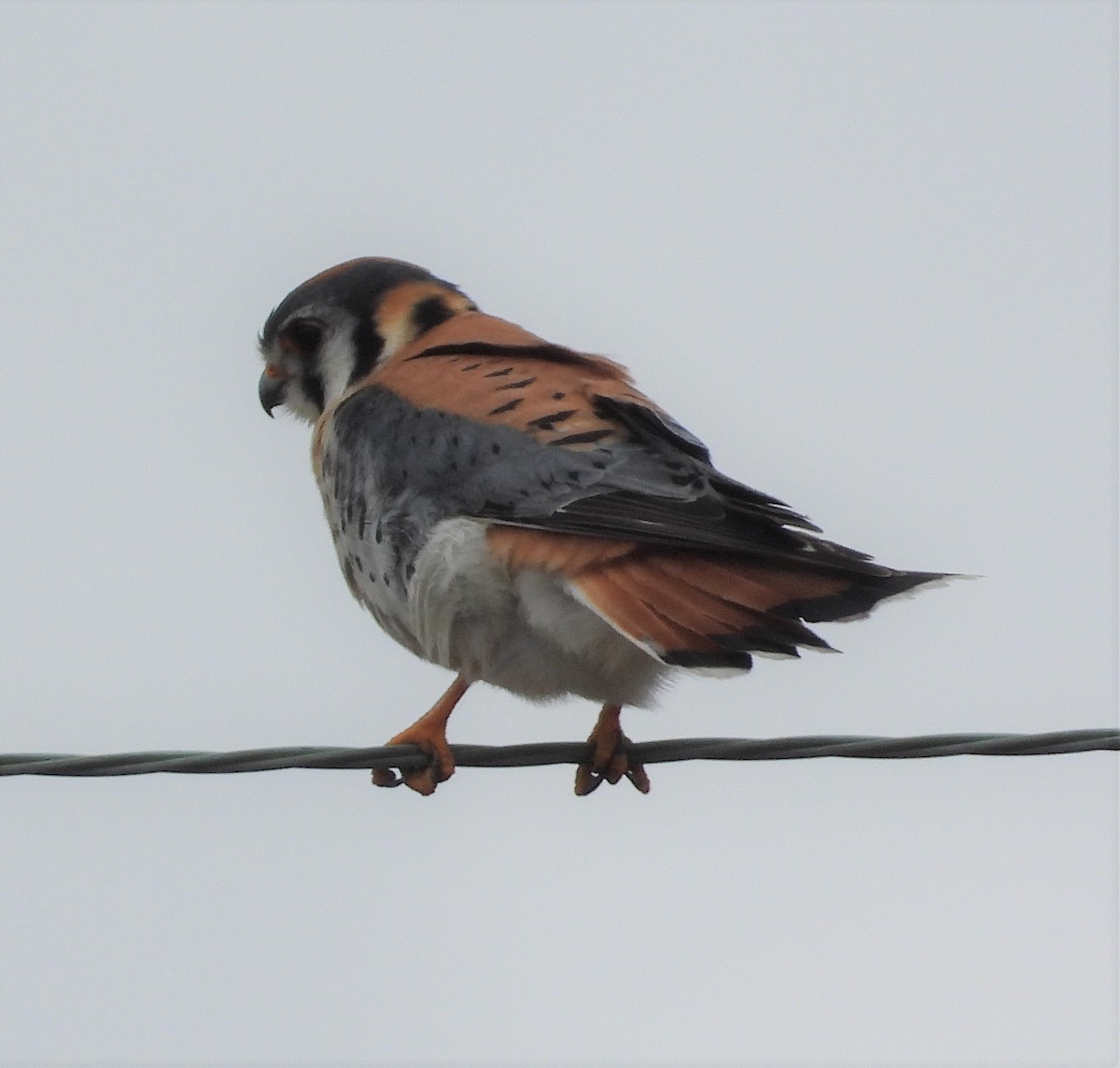 American Kestrel - ML427730651